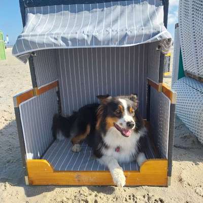 Hundetreffen-Gemeinsame Gassirunden-Bild