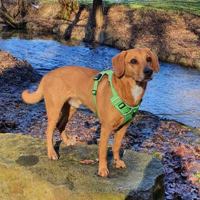 Kleine Hunde ganz Groß-Beitrag-Bild