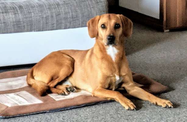 Dogorama Photo Challenge - Hundeblick zum hinschmelzen-Beitrag-Bild