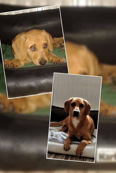 Welpenfotos-Beitrag-Bild