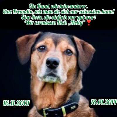 Fotochallenge Nr. 104 : Hommage an deinen ersten Hund-Beitrag-Bild