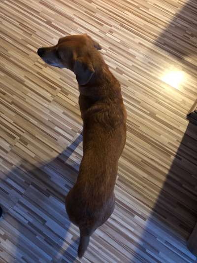 Der Gewichts-Thread-Beitrag-Bild