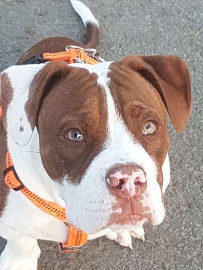 Olde English Bulldogge-Beitrag-Bild