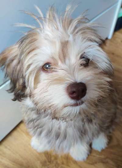 Zeigt mir die tollste Nahaufnahme von eurer Fellnase-Beitrag-Bild