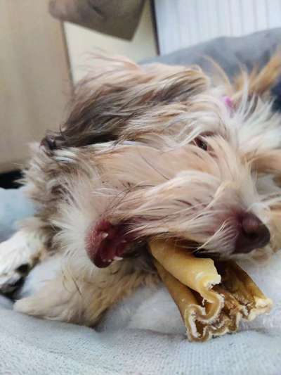 Fotosammlung: ,,Der natürliche Hund" Unbearbeitet, ungestellt und in Natura-Beitrag-Bild