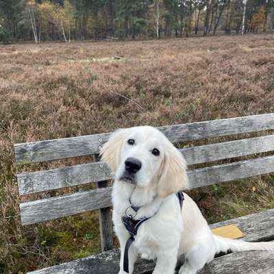 Hundetreffen-Spielpartner für 5 Monate alten Goldie-Bild