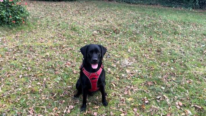 Hundetreffen-Spielkameraden für unseren Mailo gesucht🐶-Bild