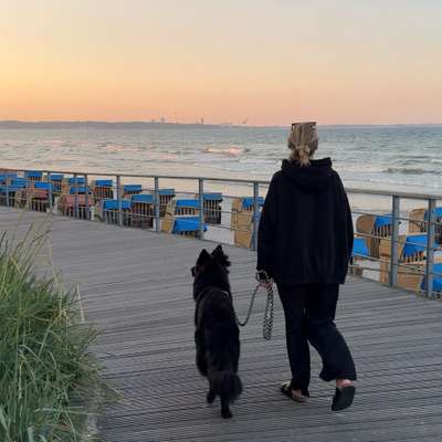 Hundetreffen-Gemeinsamer Übungsspaziergang