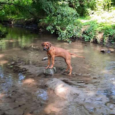 Hundetreffen-Junghunde-/ Hundetreff-Bild