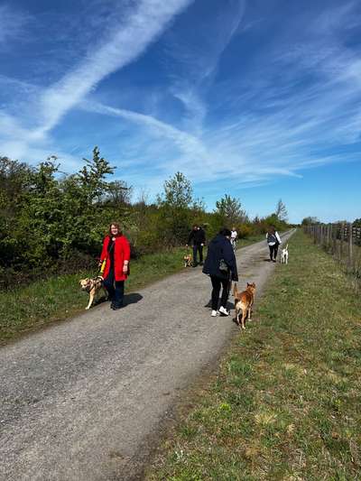 Hundetreffen-Hundetraining (Gruppe)-Bild