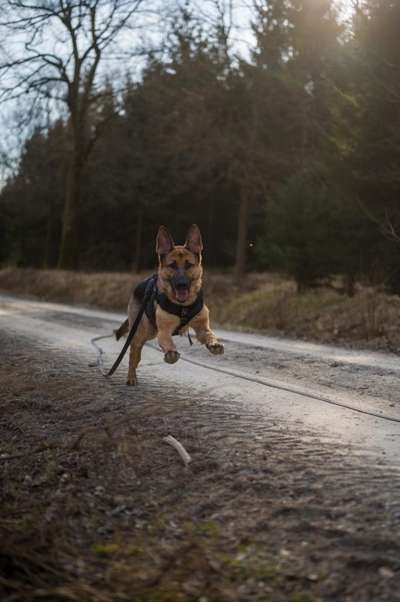 Postet das beste Foto von euren 4 beinern-Beitrag-Bild