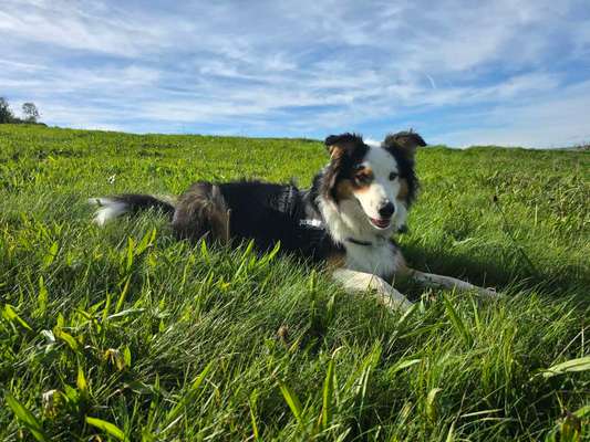 Hundetreffen-Gemeinsames Spielen/Gassi Runde-Bild