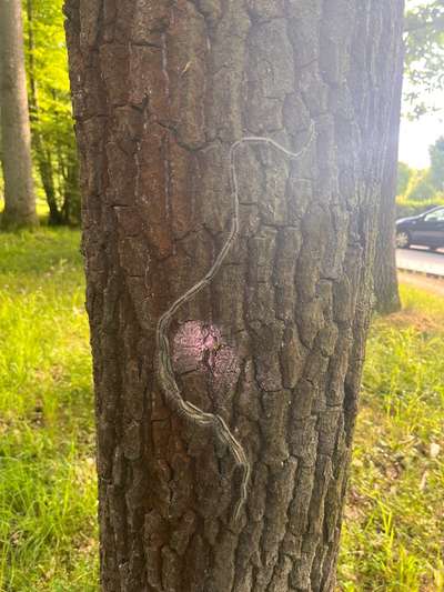 Giftköder-Eichenprozessionsspinner-Bild