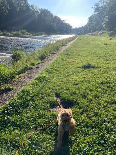 Hundetreffen-Spieltreff in Basel-Bild