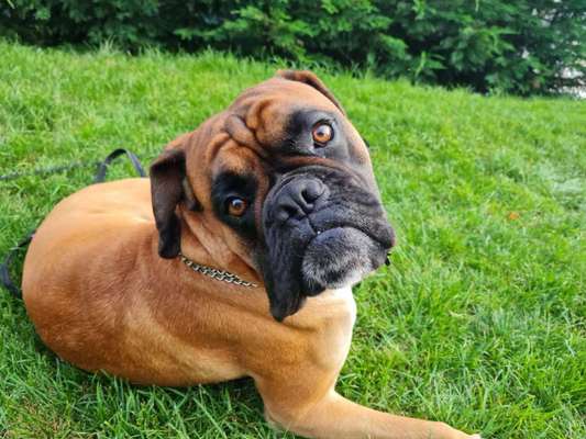 Hundetreffen-Boxertreff Rengsdorf-Bild