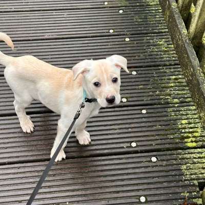 Hundetreffen-Welpentreff Borken-Bild