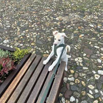 Hundetreffen-Welpentreff-Bild