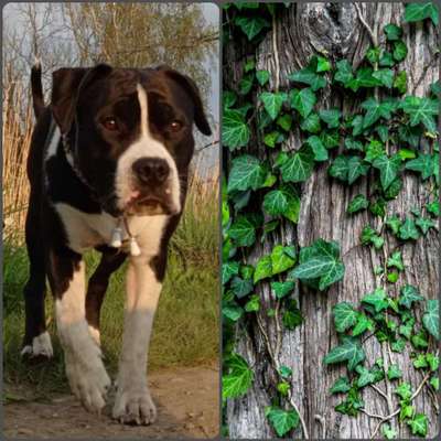 Wie heißt dein Hund?-Beitrag-Bild