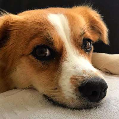 Dogorama Photo Challenge - Hundeblick zum hinschmelzen-Beitrag-Bild