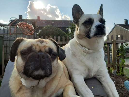 Die Dogorama Kalender Challenge Titelbild-Beitrag-Bild