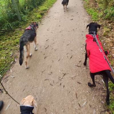 Hundetreffen-Autal und Wald Runde-Bild
