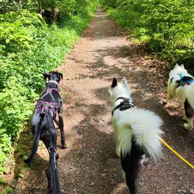 Hundetreffen-Spazier und Wander Runden-Bild
