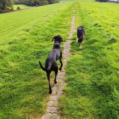 Hundetreffen-Deich Spaziergang-Bild
