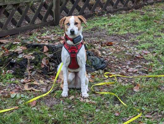 Welche Hunderasse-Beitrag-Bild