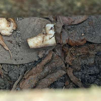 Giftköder-Giftköder-Bild