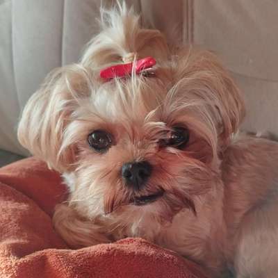 ⁉️🎄 Hund an Weihnachten nicht erwünscht?!-Beitrag-Bild