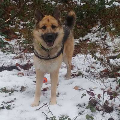 Schäferhund-Beitrag-Bild