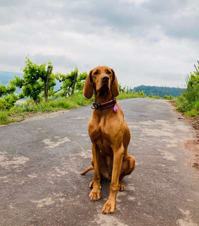 Die Dogorama Kalender Challenge Titelbild-Beitrag-Bild