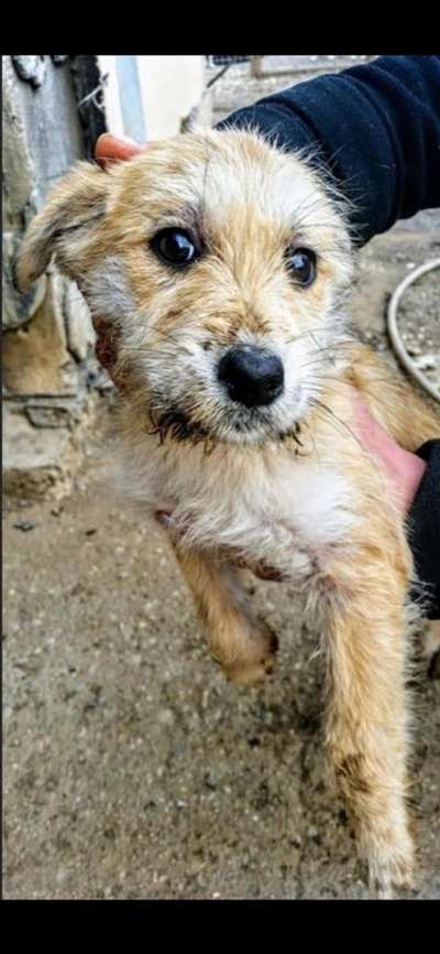 Welpen Bilder !-Beitrag-Bild