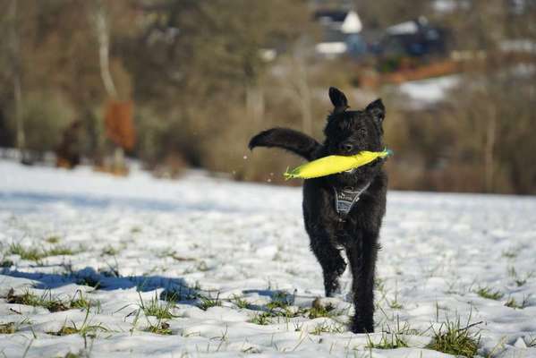 Hundetreffen-Spielrunde Monschau und Umgebung-Bild