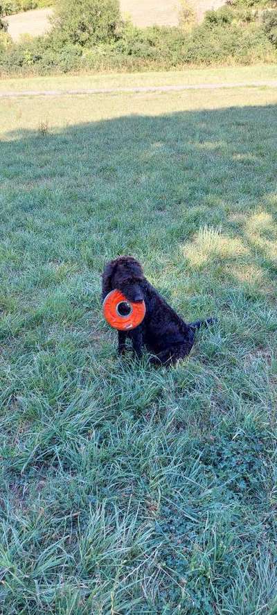 Labradorfans-Beitrag-Bild