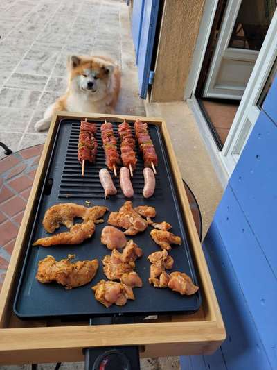 Wie kamt ihr auf die Rasse eures Hundes?-Beitrag-Bild