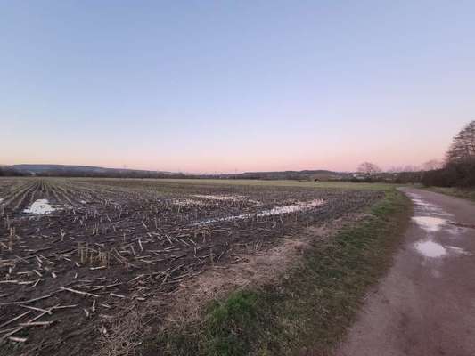 Hundeauslaufgebiet-Beim Dillinger Ökosee-Bild