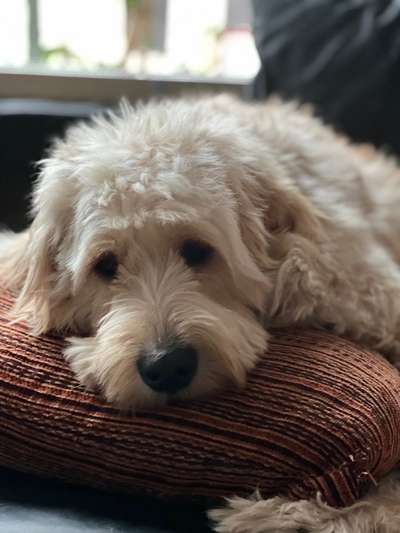 Goldendoodle?-Beitrag-Bild