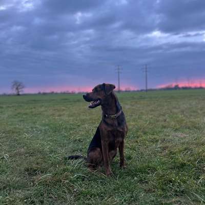 Hundetreffen-Spielbuddy gesucht-Bild