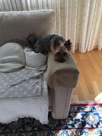 149. Foto Challenge: Wer ist hier der Boss!-Beitrag-Bild