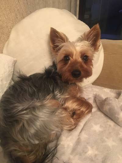 Yorkshire Terrier-Beitrag-Bild