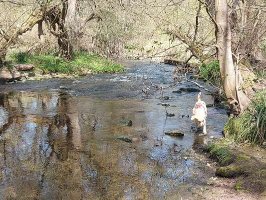 Hundeauslaufgebiet-Busenbach/Kochmühle, an der Alb-Bild