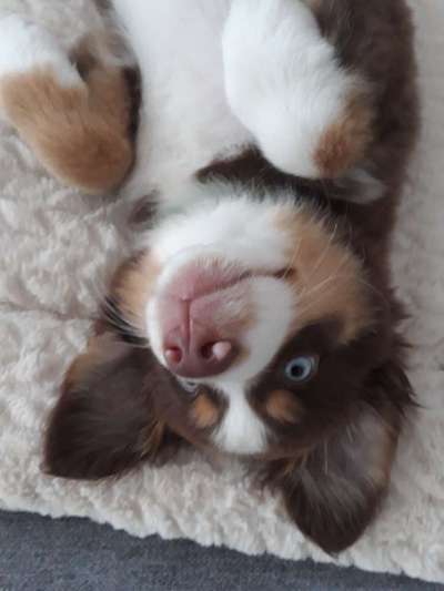 Die Dogorama Wochen Challenge-Beitrag-Bild