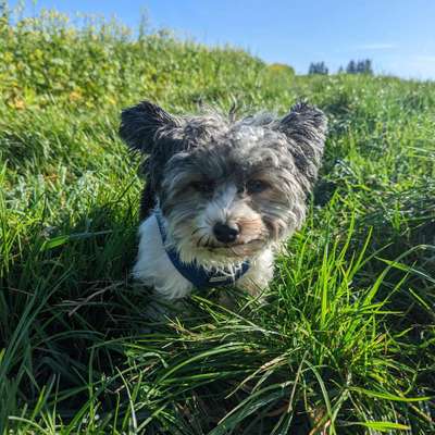 Hundetreffen-Gassi/Spieltreffen-Bild