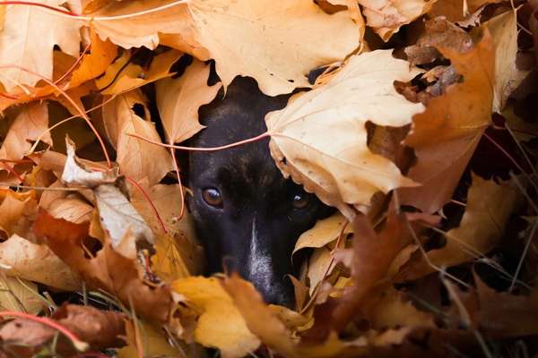 Herbst🍁-Beitrag-Bild