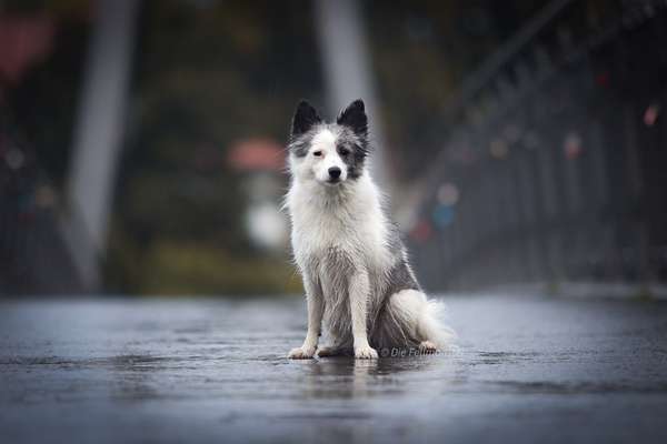 Fotochallenge Nr 55  -  Hund im November--Beitrag-Bild