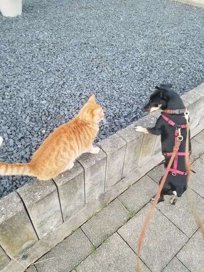 Fotochallenge Nr. 51 "Euer Hund mit anderen Tieren"-Beitrag-Bild