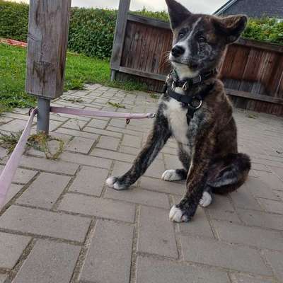 Akita Inu/American Akita (Mix) halter.-Beitrag-Bild