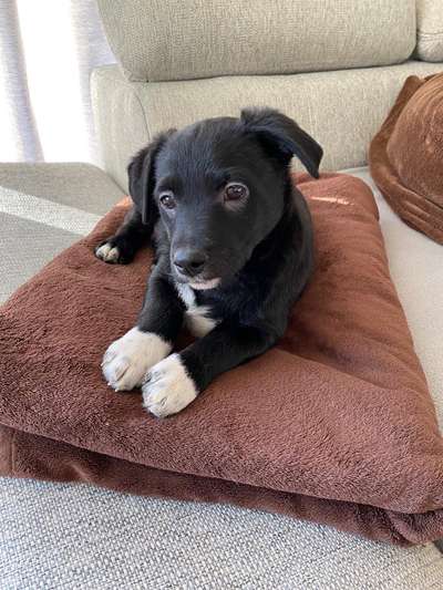 Welpen Bilder !-Beitrag-Bild