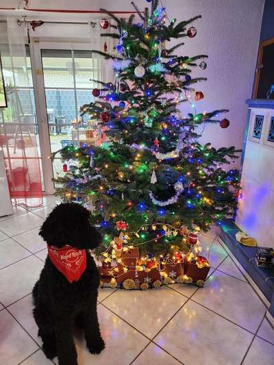 Freddys Kummerkasten-Beitrag-Bild